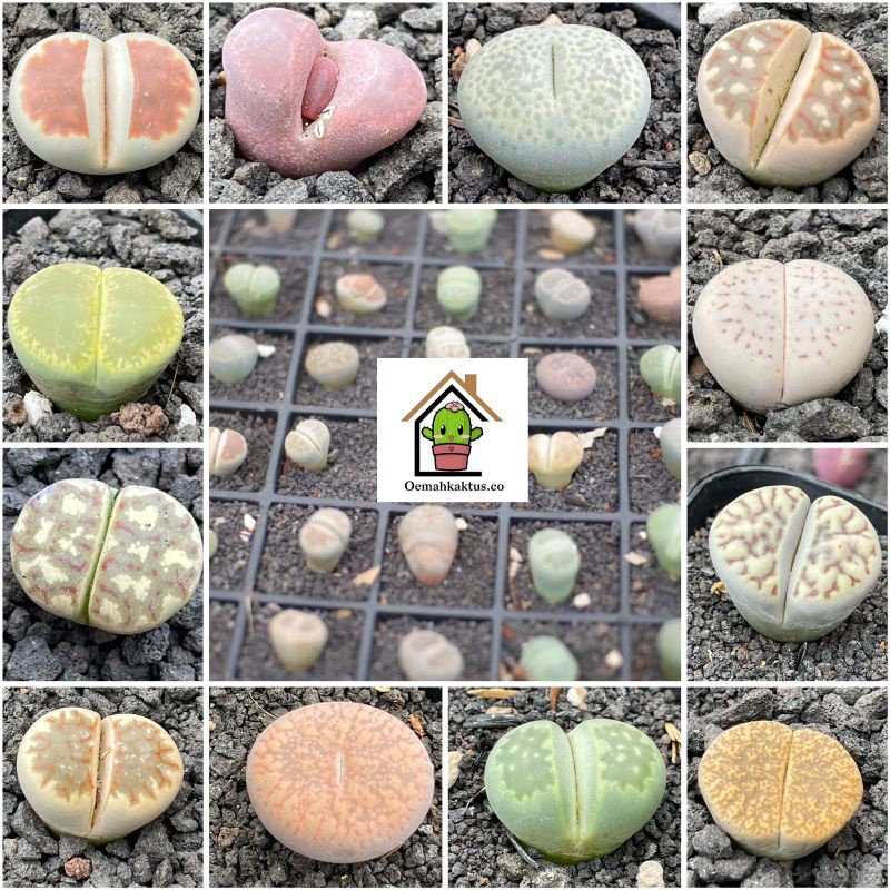 Lithops optica CV rubra