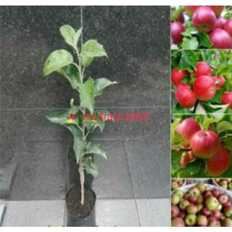 Paket Bibit Buah Apel Ana Anaa 60 cm Terbaik