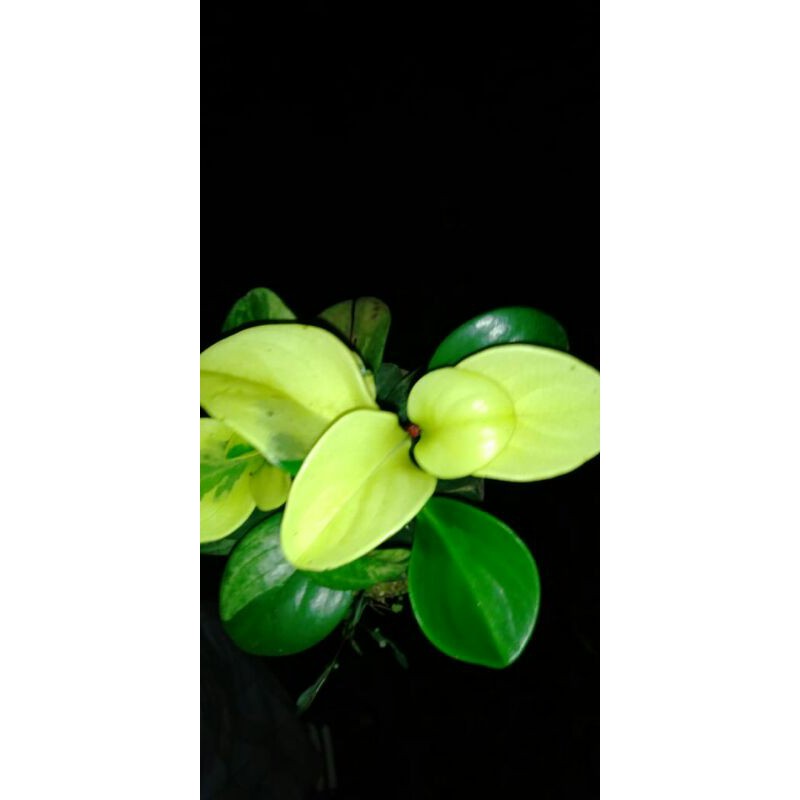 Jual peperomia(teplan kuning) | Shopee Indonesia