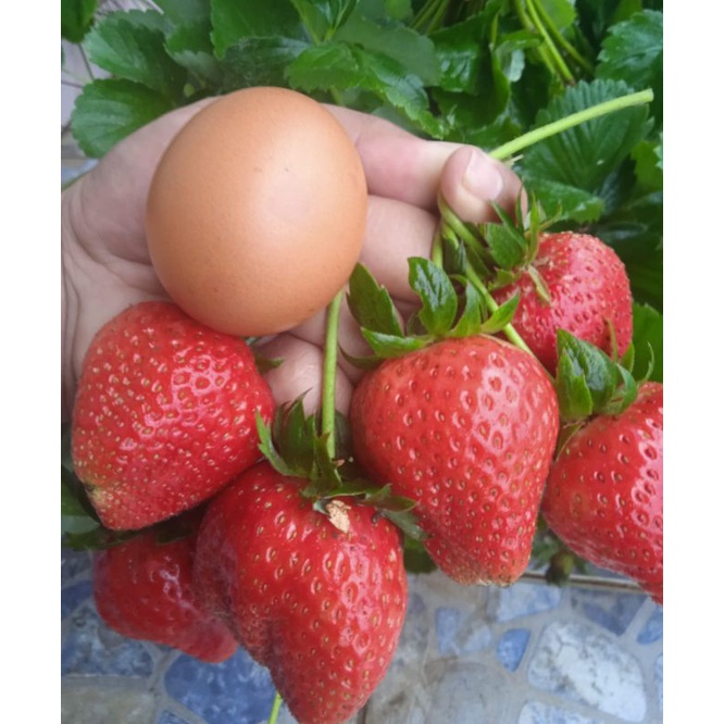 Bibit Strawberry SAGAHONOKA jumbo original