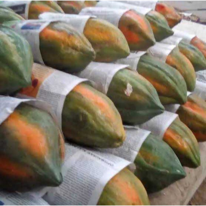 Jual biji benih pepaya coklat / pepaya jingga / pepaya bangkok/ pepaya ...