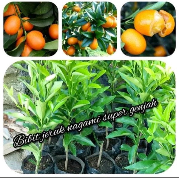 Jual Bibit Jeruk Nagami Bisa Cod Shopee Indonesia