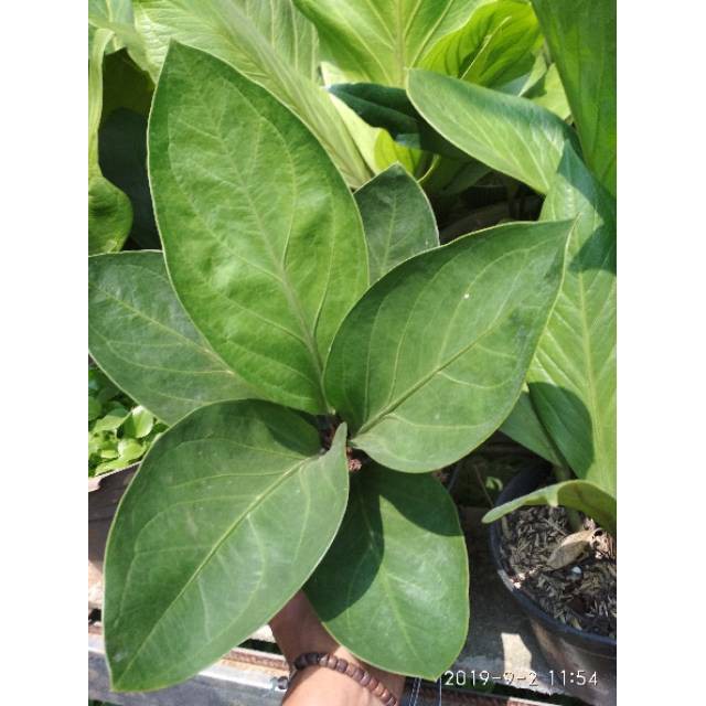 Jual Tanaman hias pohon anthurium jemani cobra antorium jenmani kobra ...