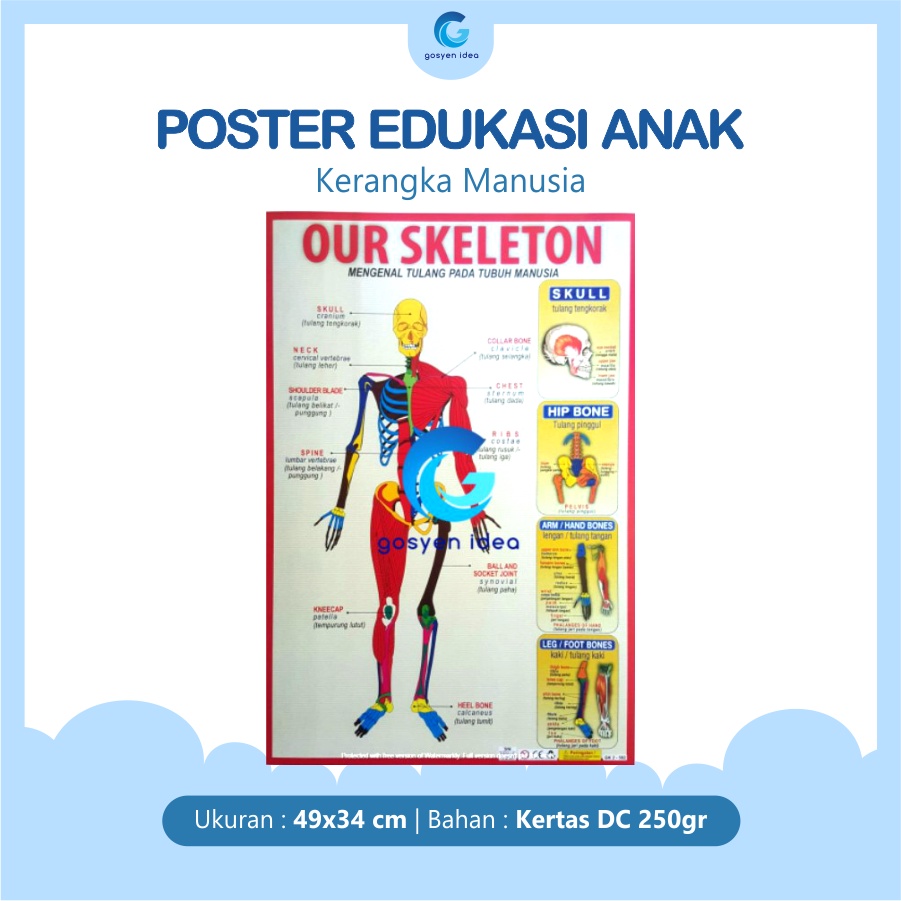 Jual Poster Pendidikan Anak Belajar Tulang Rangka Manusia | Shopee ...
