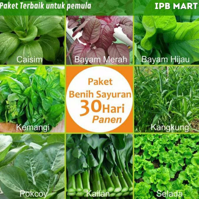 Jual Stock Ready Paket Benih Sayuran Hari Panen Pokcoy Caisin