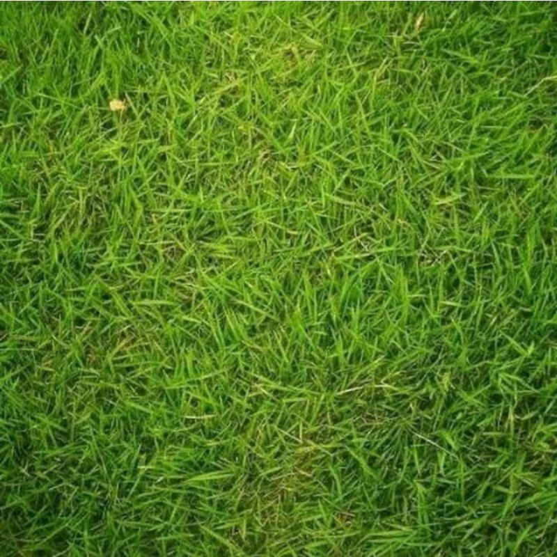 Jual tanaman Rumput Jepang/rumput taman hidup siap tanam sudah berakar ...