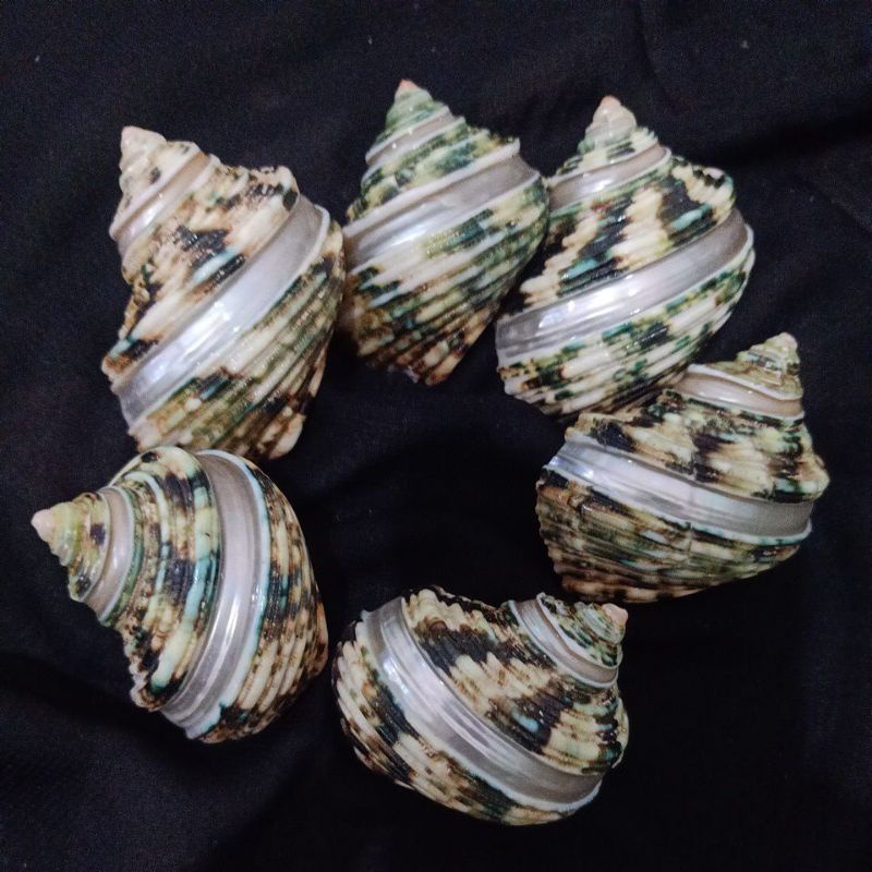 Jual CANGKANG KERANG MATA LEMBU HIJAU | Shopee Indonesia