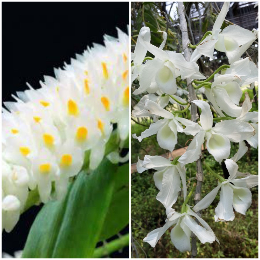 Jual Anggrek Sendro Secundum Alba Anosmum Alba | Shopee Indonesia
