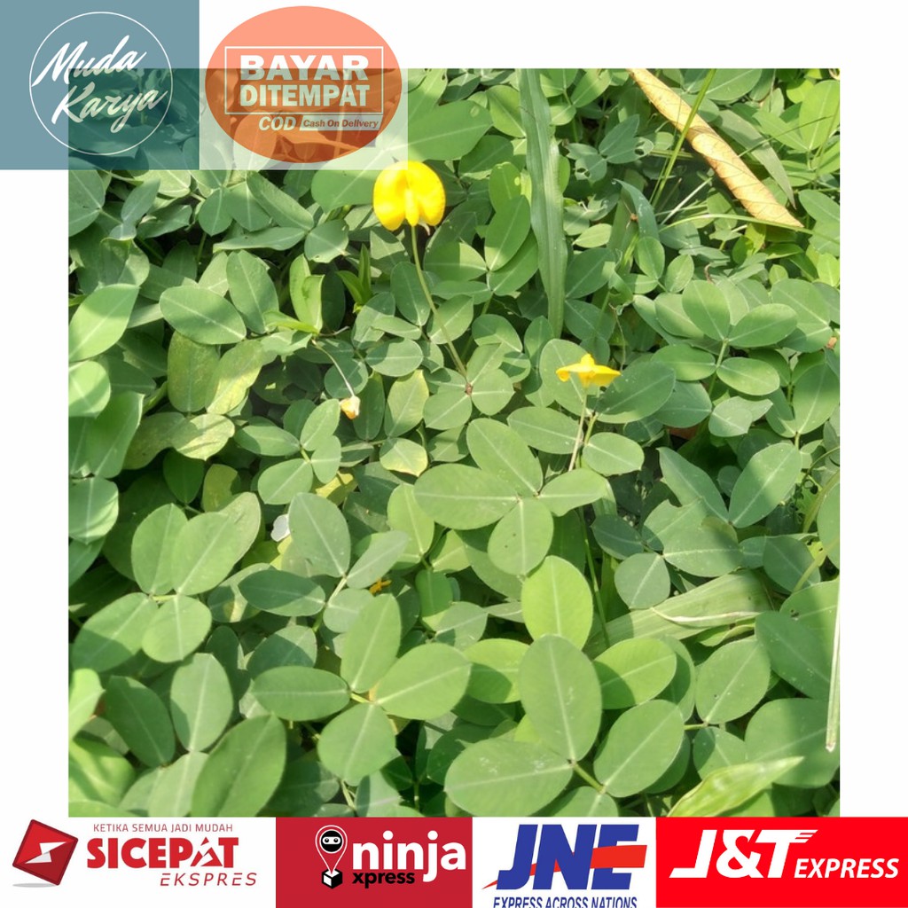 Jual Bibit Stek Tanaman Landep Arachis Pintoy Tanaman Kacang Kacangan Per Batang Shopee