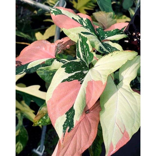Syngonium Pink Splash Taille M - Plante D'intérieur Rare Et Panachée - France