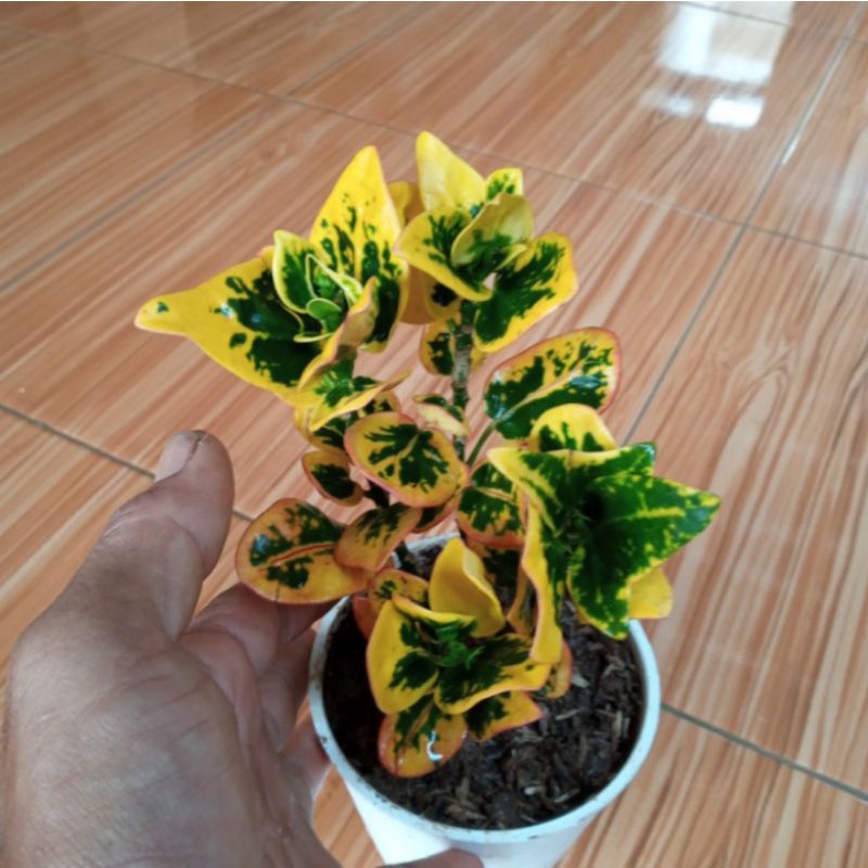 tanaman puring apel koin stok rimbun