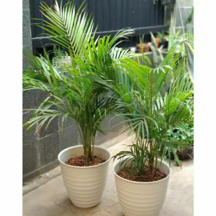paket 2 Tanaman hias palm kuning plus pot putih pohon palem kuning