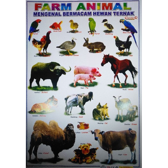 Jual POSTER EDUKASI SERI HEWAN | Shopee Indonesia