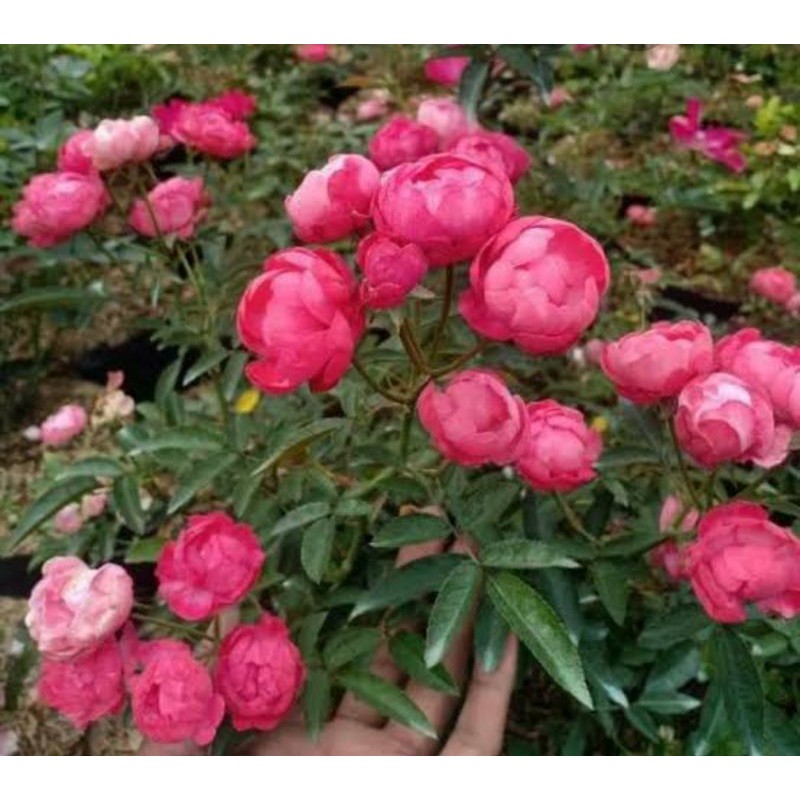 Jual Benih Biji Bunga Mawar Rambat Pink Thailand F1 | Shopee Indonesia