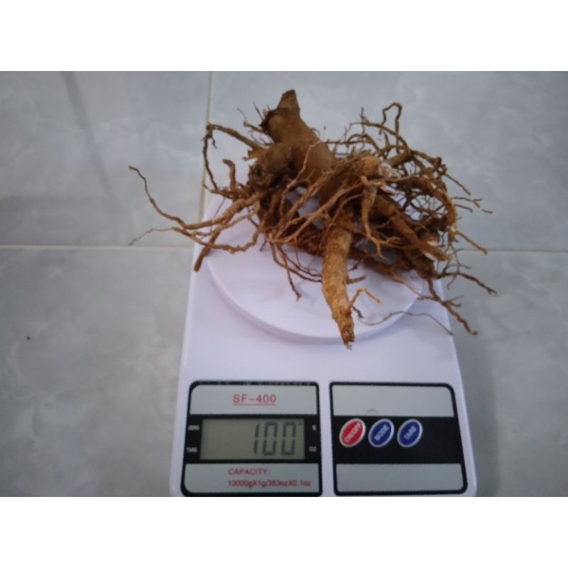 Jual Akar Ginseng Jawa Som Jawa Gram Shopee Indonesia