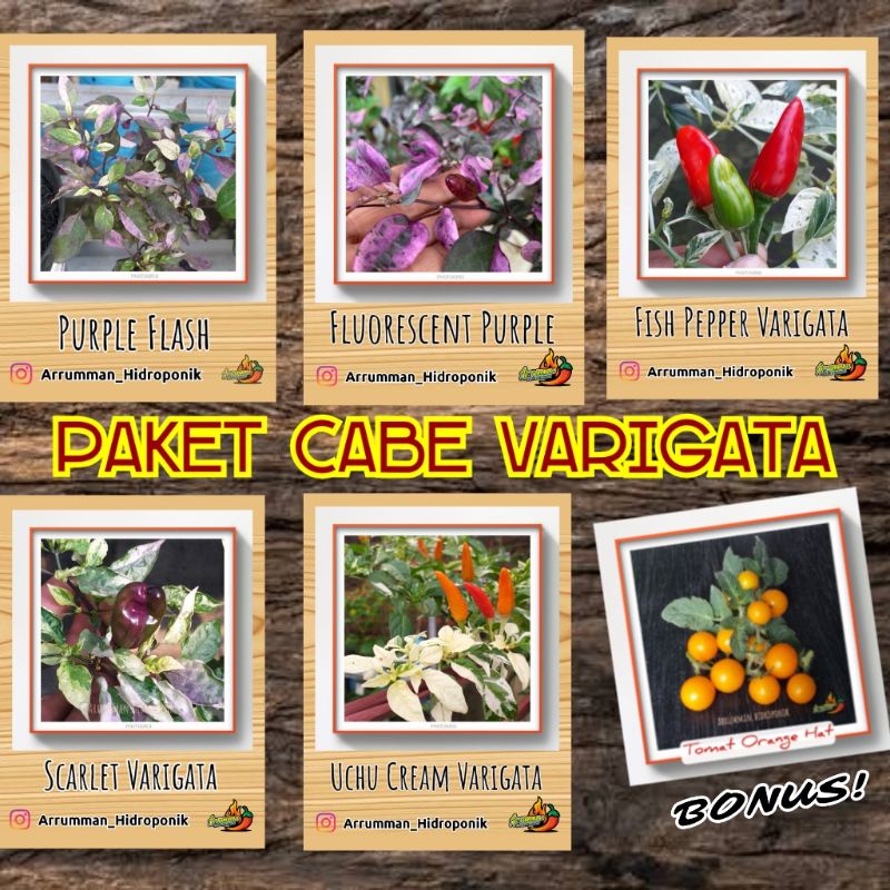 Jual PAKET Benih Cabe Hias Varigata 5 Jenis Bonus Tomat Mini | Shopee ...