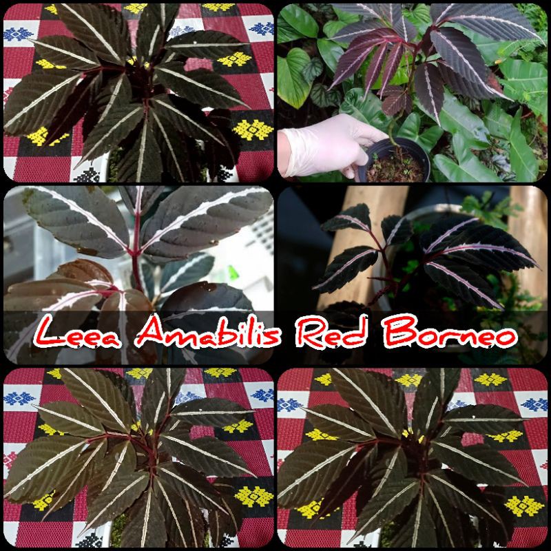 Jual Batu Red Borneo Termahal Terlengkap & Harga Terbaru Juli 2026 ...