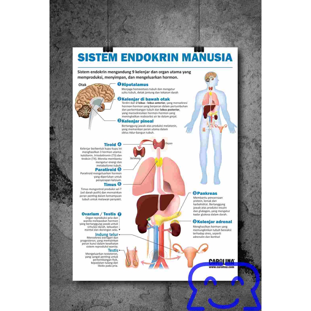 Jual 12 Poster sistem tubuh manusia, sistem endokrin, integumen ...