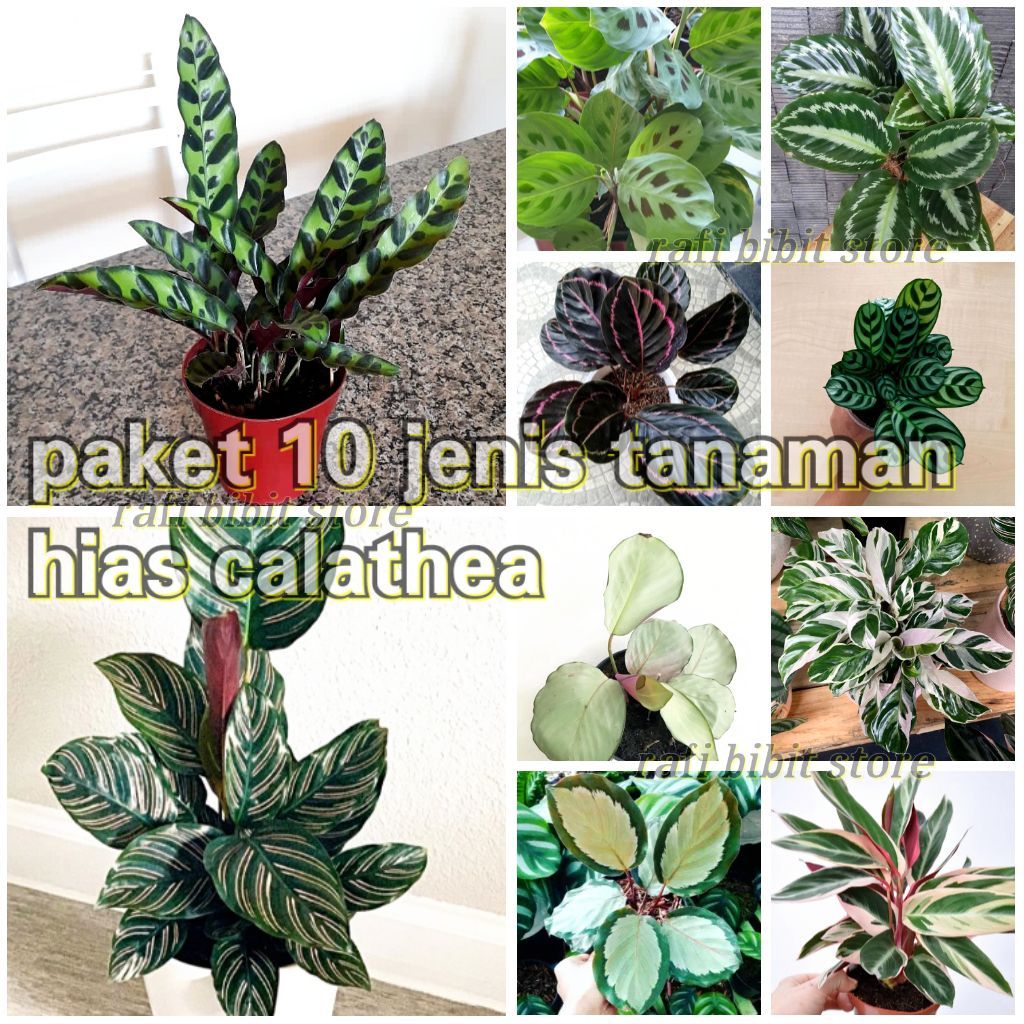 Jual Paket Jenis Tanaman Hidup Calathea Tanaman Hias Calathea Bulu