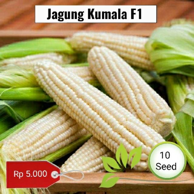 Jual Benih Biji Jagung Ketan Kumala Benih Shopee Indonesia