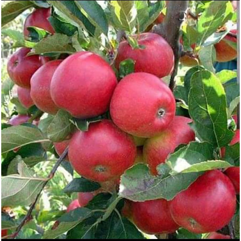 Jual BIBIT APEL FUJI CANGKOK CEPAT BERBUAH (BISA DITARUH POT) | Shopee ...