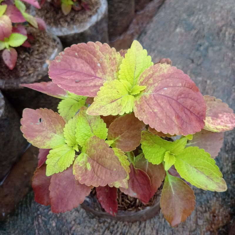Tanaman Hias Mianana Pink, Miana Pink Kuning