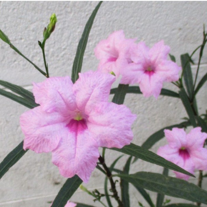 Jual Tanaman rawelia tegak bunga pink - rolia bunga pink . | Shopee ...