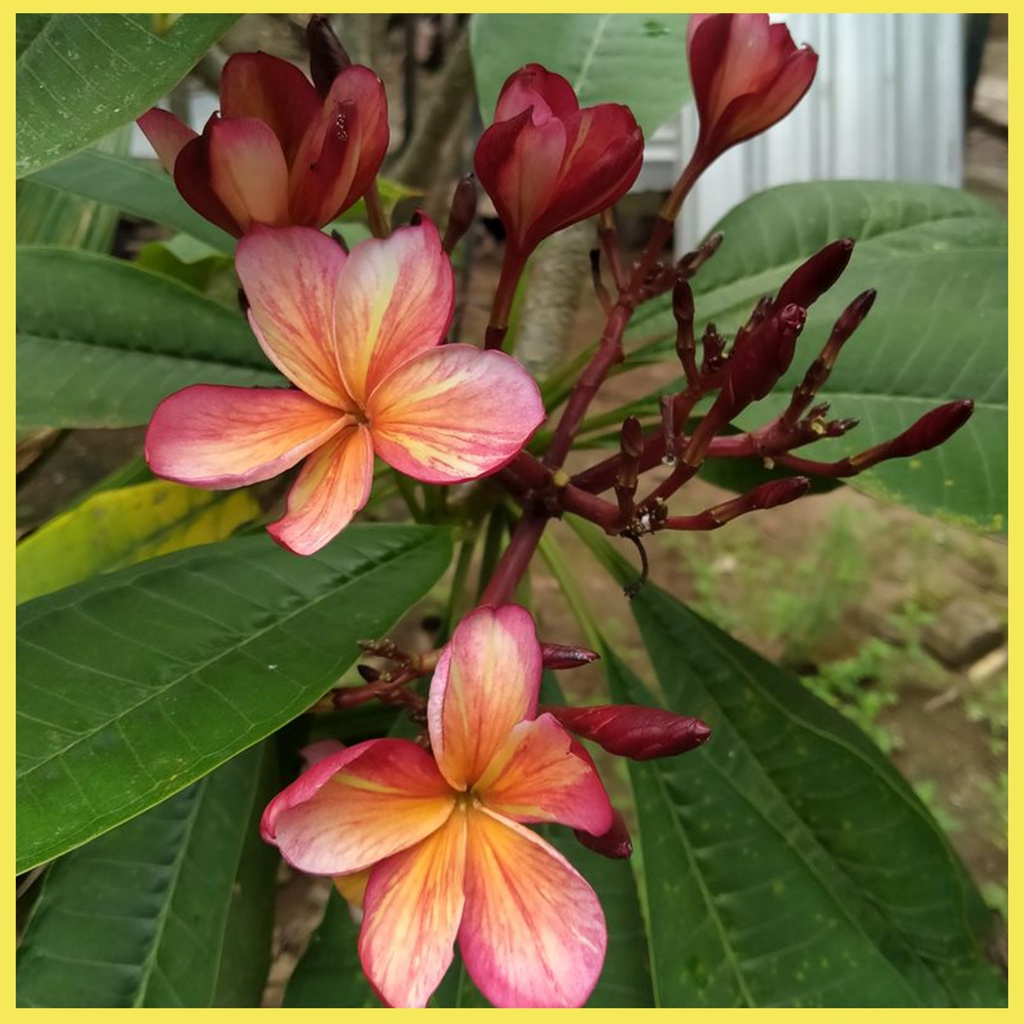Jual Benih biji Bunga Kamboja Bali | Plumeria | Import | Shopee Indonesia
