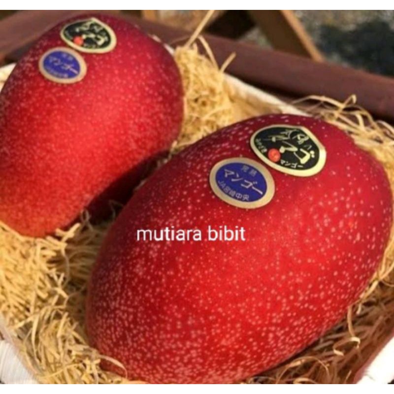 bibit mangga mizaki ukuran 1 meter