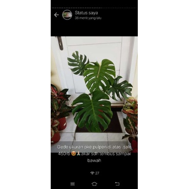 Jual Philo Monstera Deliciosa King Realpic | Shopee Indonesia