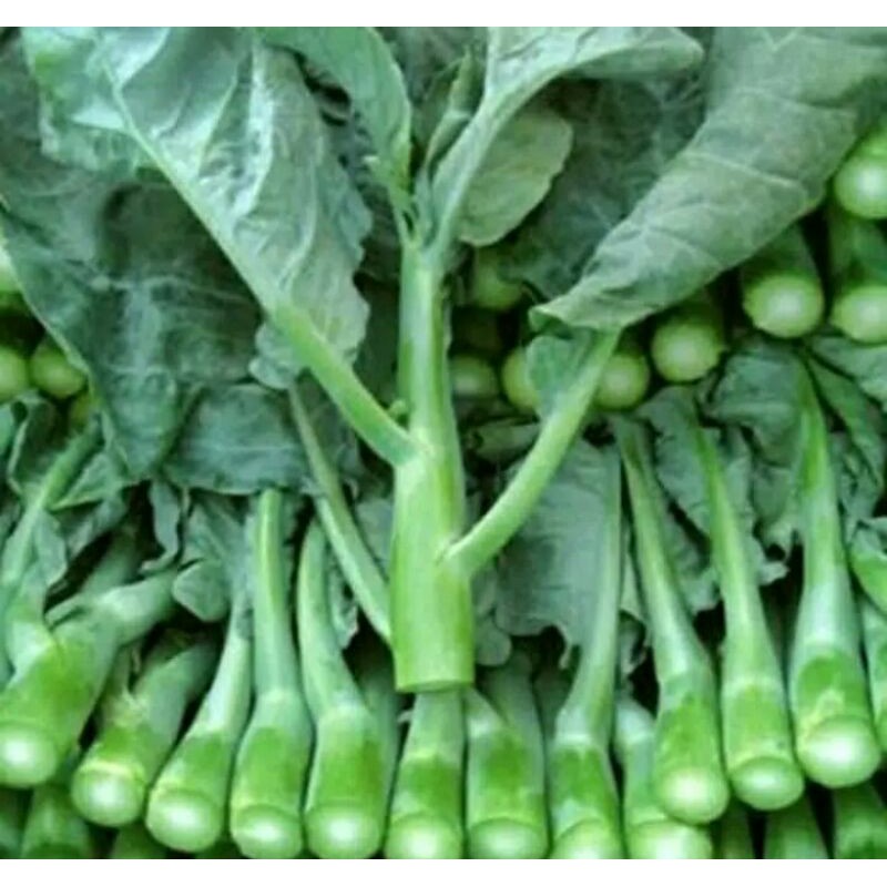 Jual 35 biji Benih bibit sayuran Kailan New veg Gin | Shopee Indonesia