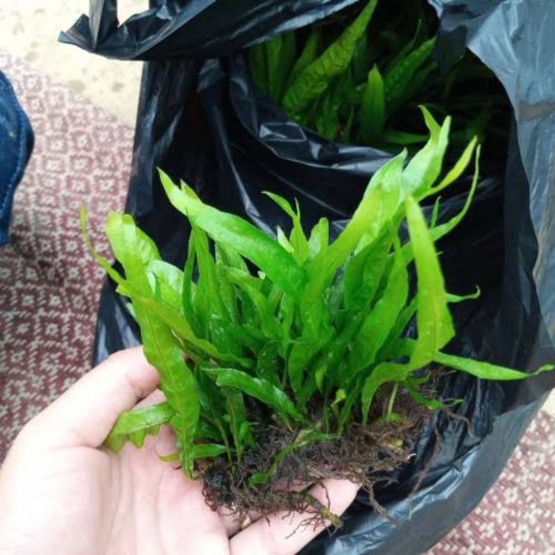 Jual microsorum pteropus java fern kadaka tanaman aquascape | Shopee ...