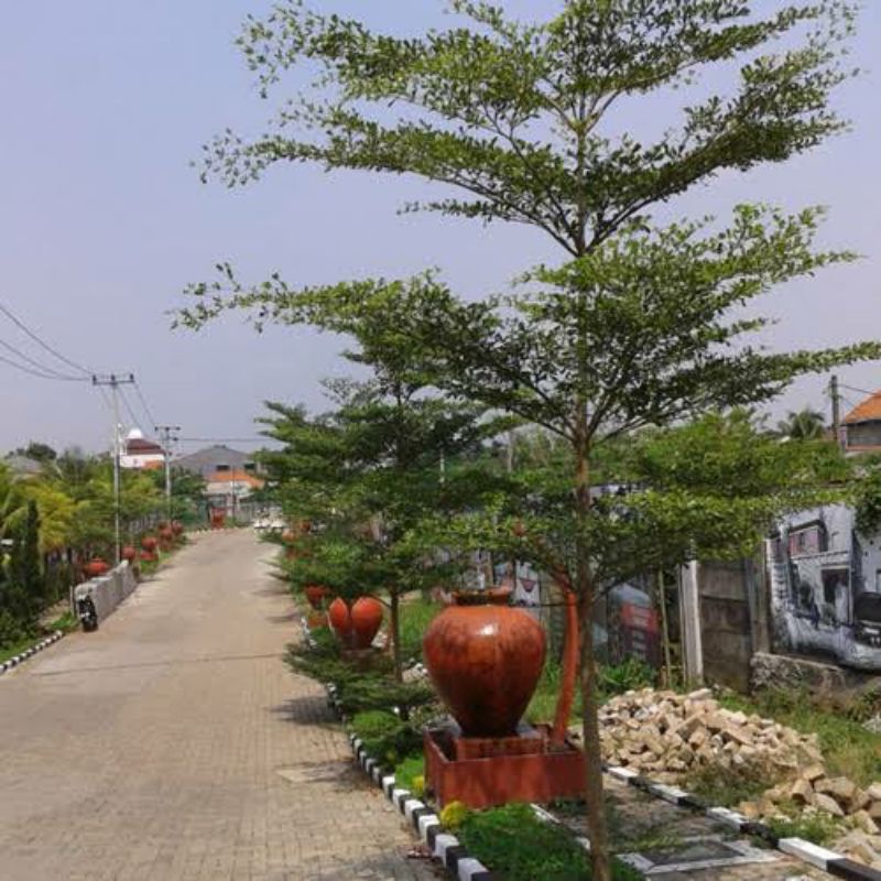 Jual Bibit Ketapang Kencana Tinggi M M Shopee Indonesia