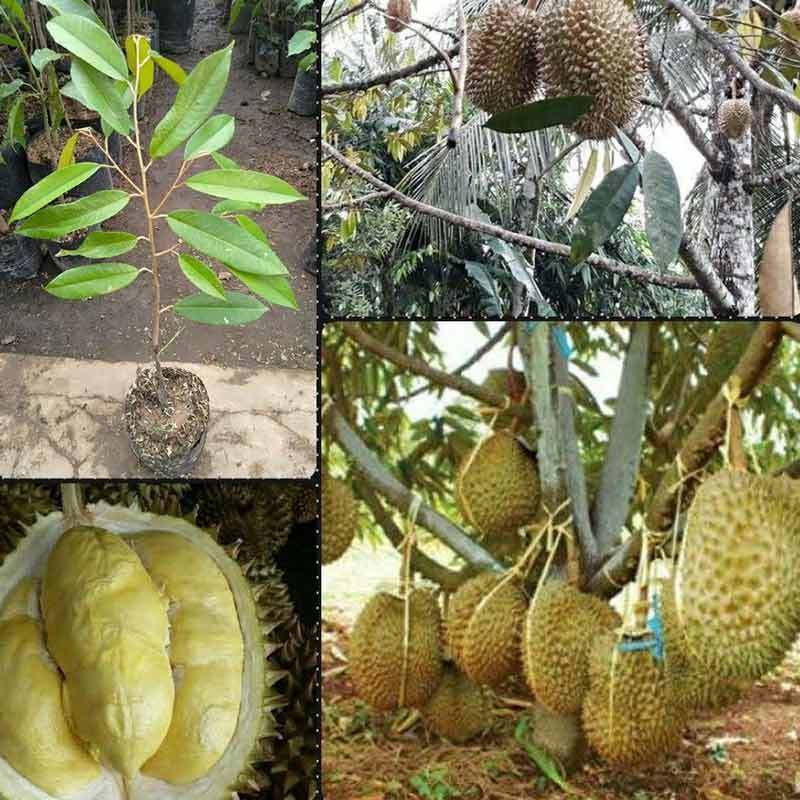 Jual Sangat Murah Bibit Tanaman Buah Durian Bawur Bawor Tanpa Ngawur