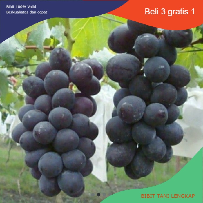 Jual Bibit tanaman buah anggur kyoho-impor | Shopee Indonesia