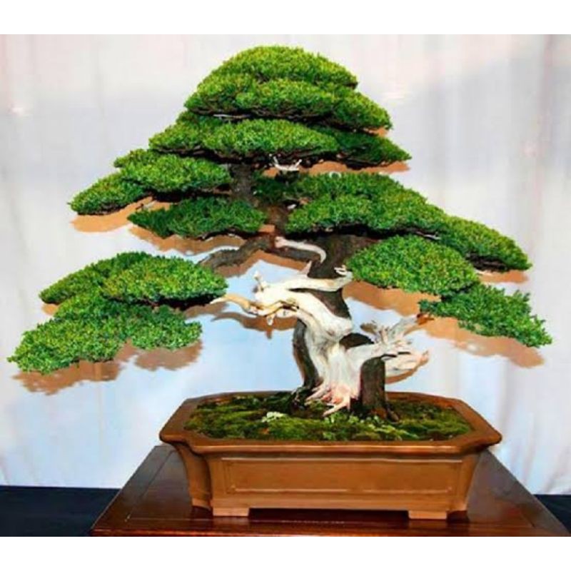 Jual Benih Bibit Biji Japanese Pine Tree Pinus Hitam Jepang | Shopee ...