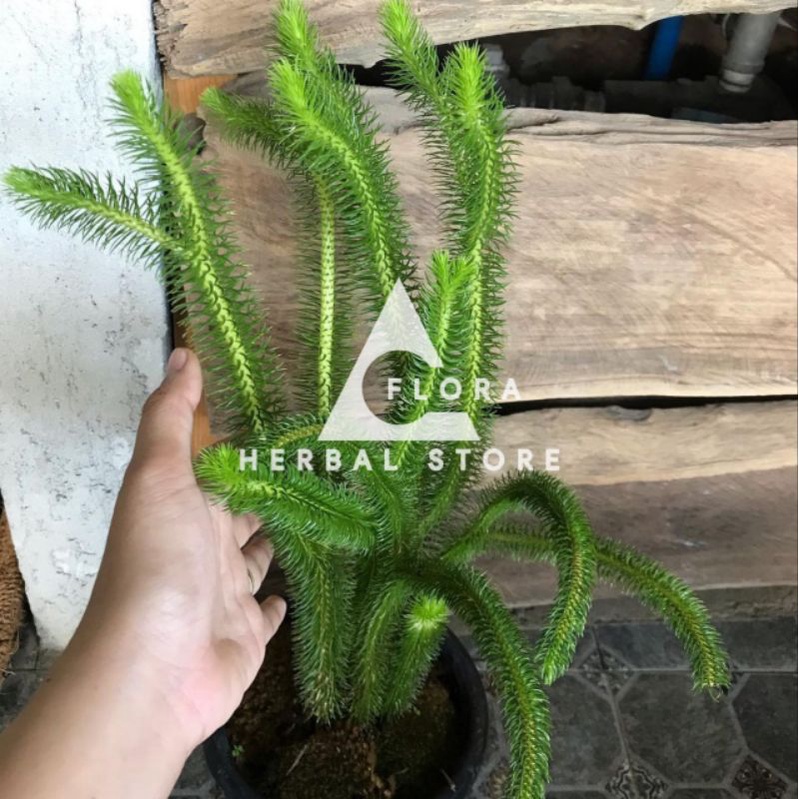 Jual Rumpai ekor kera I tanaman hias rumpai ekor kera I tanaman gantung ...