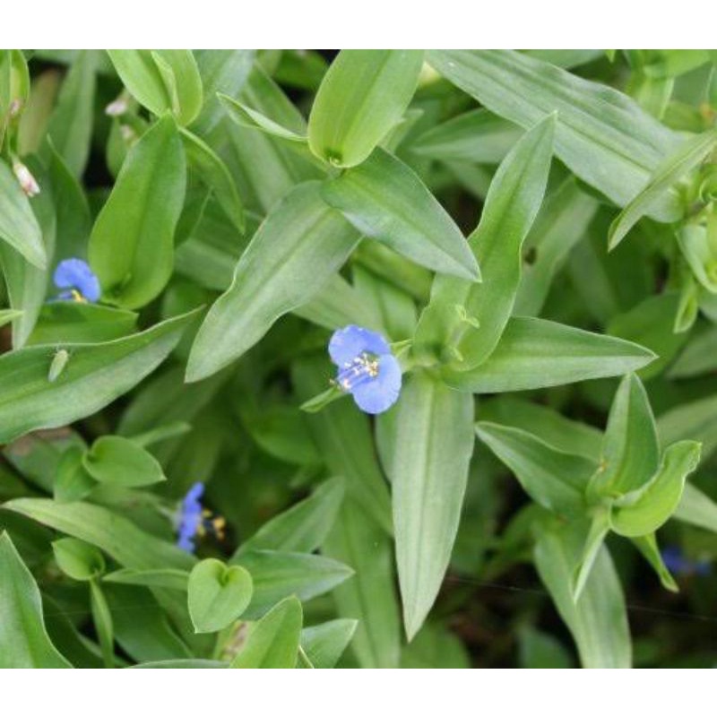 Jual Rumput daun gewor 500 gram | Shopee Indonesia