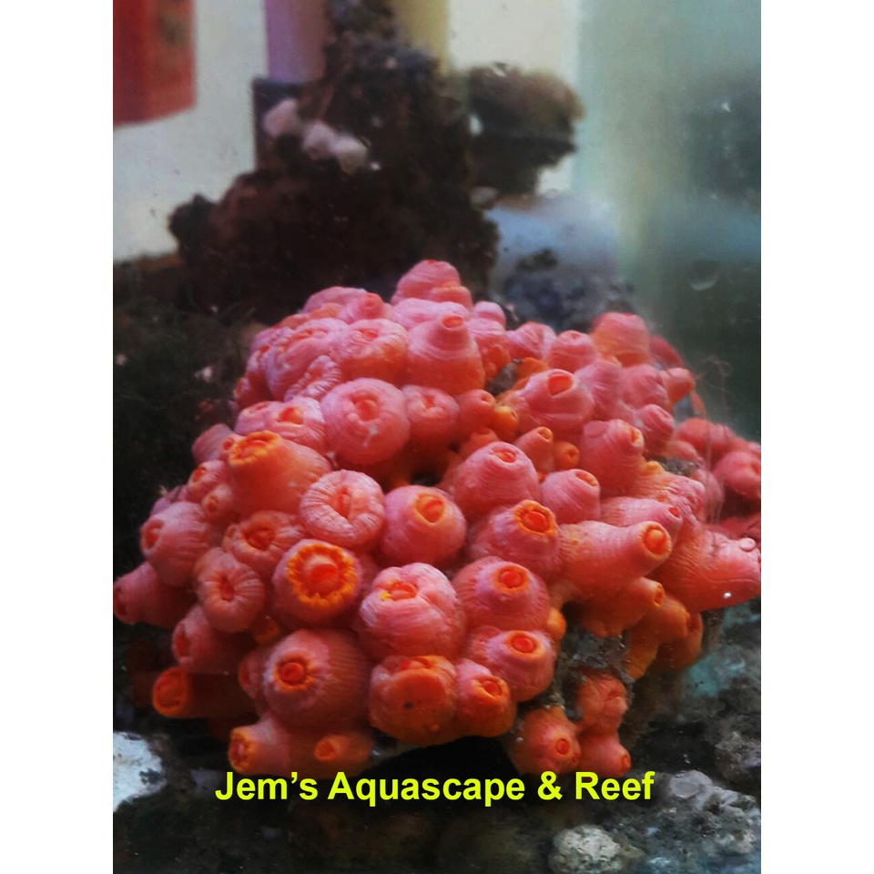 Jual Polip Matahari (Sun Polyp) | Shopee Indonesia