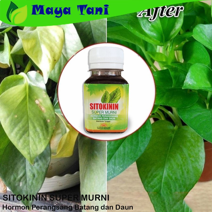 Jual Sitokinin Hormon Pertumbuhan Daun dan Batang Tanaman - Netto 60 ML ...