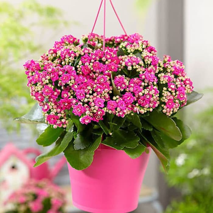 Jual Tanaman hias Cocor bebek bunga pink | kalanchoe blossfeldiana |  Tanaman hias calandiva | | Jenis tanaman hias yang dapat di tempatkan di  outdoor ataupun di indoor dalam ruangan sebagai penghias