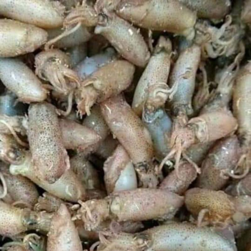 Jual Baby Cumi 500g | Shopee Indonesia