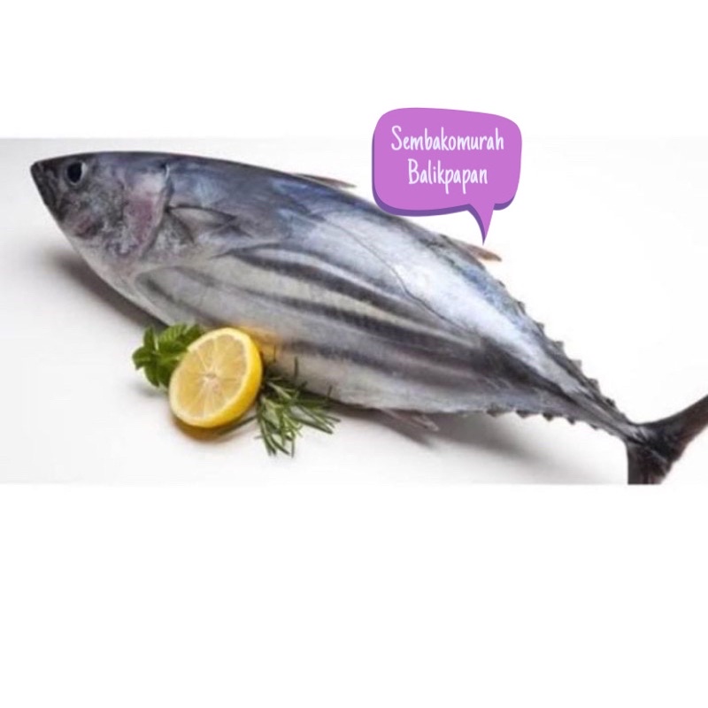 Jual ikan cakalang 1kg | Shopee Indonesia