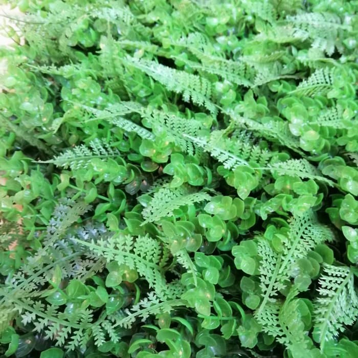 Jual tanaman hias dinding - daun rambat artificial - daun rambat pakis ...