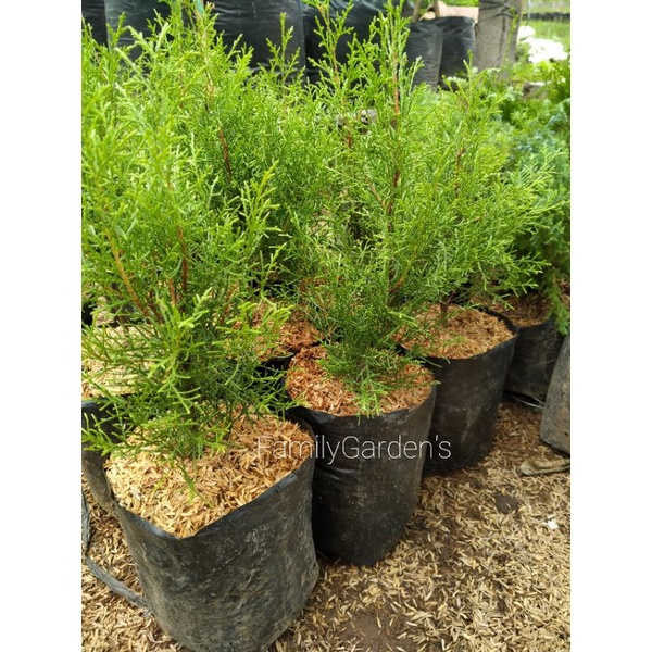 Jual Tanaman Hias Cemara Rentes Wangi | Shopee Indonesia