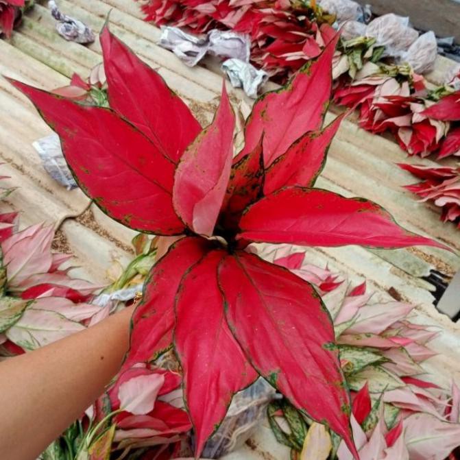 Jual bunga aglonema Ruby garuda | Shopee Indonesia
