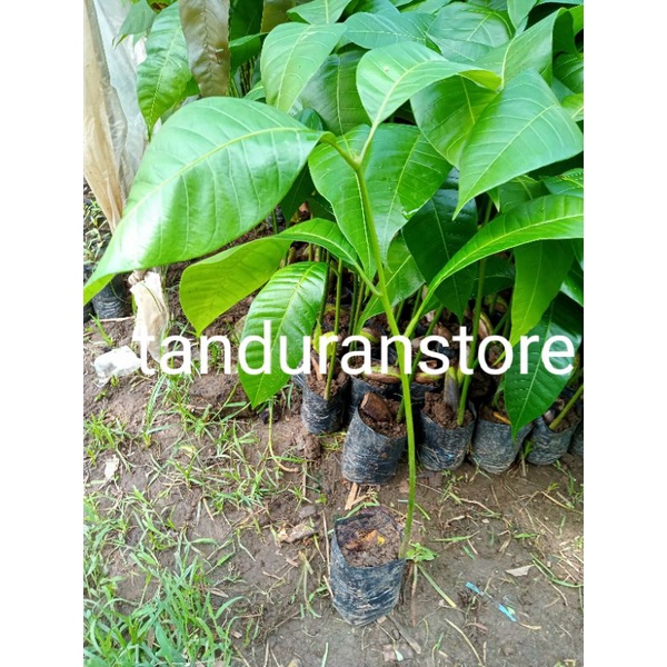 bibit tanaman mangga sedling