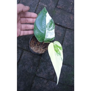 Epipremnum Pinnatum Variegata – Jardinier Indonesia