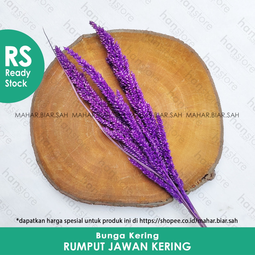 Jual RS 5 Tangkai Rumput Jawan kering / rumput jawawut kering / Bunga ...