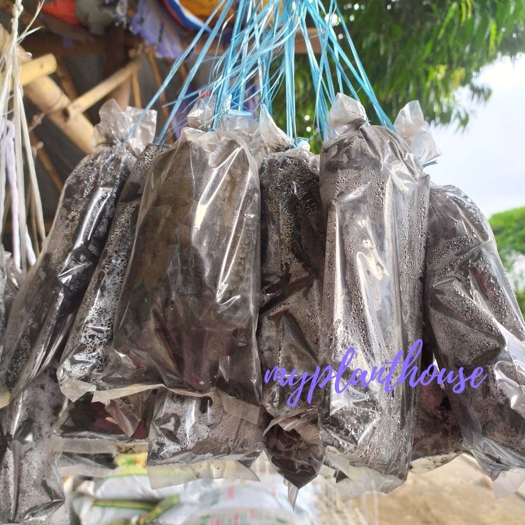 Jual Arang Kayu Bakar / Charcoal 100 Gram | Shopee Indonesia